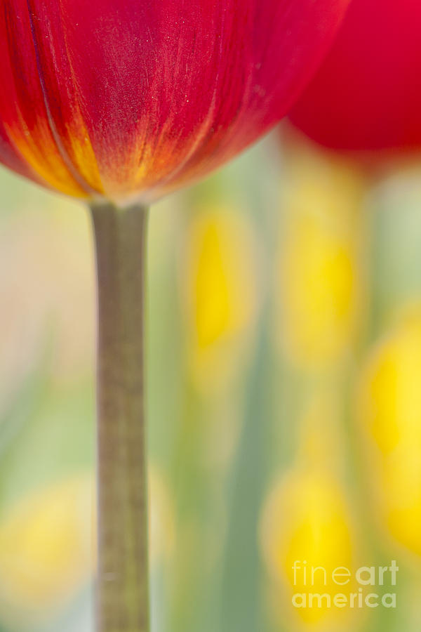 Abstract Tulip Photograph by Patty Colabuono