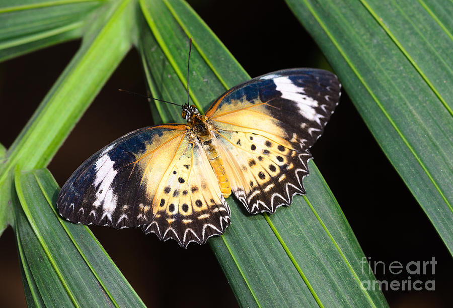 Butterfly on Leaves Photograph by Tamara Becker