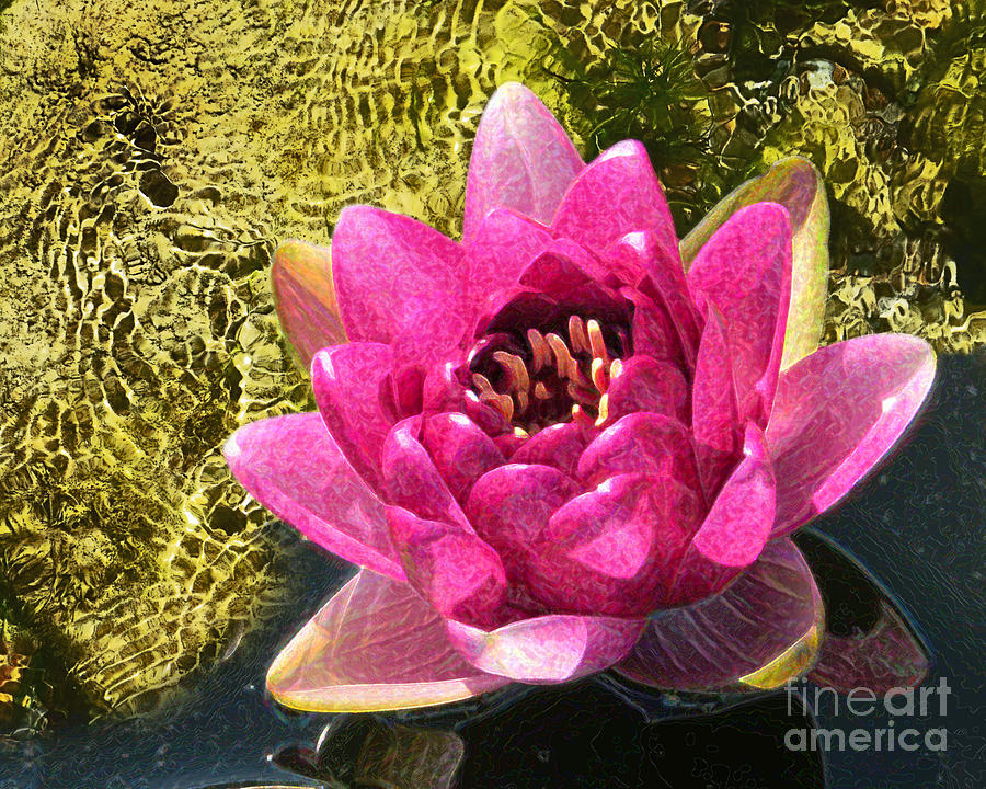Abstract Water Lilly Photograph by Dawn Gari