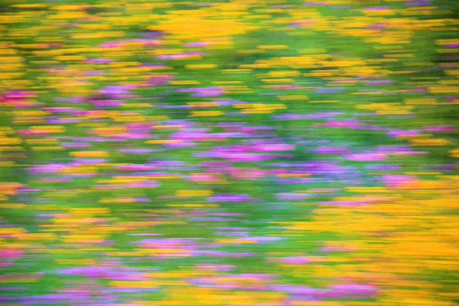 Abstract Wildflowers at 70mph Photograph by Elizabeth Budd