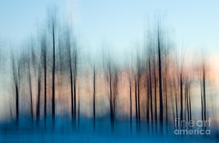 Abstract winter trees Photograph by Oscar Gutierrez
