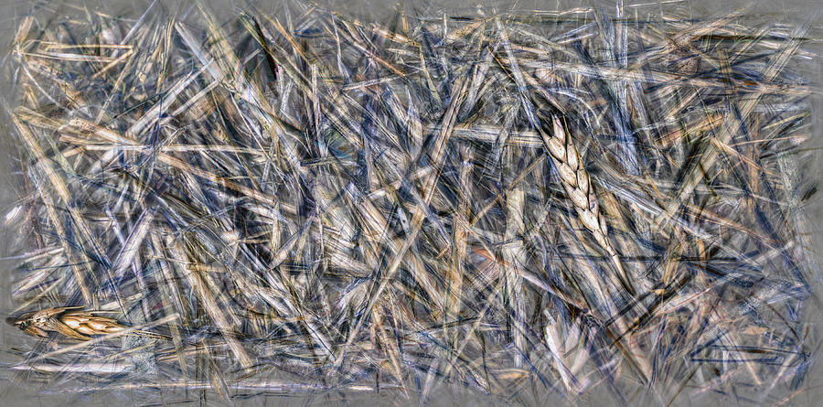 Abstract With Wheat Photograph by Wayne Sherriff