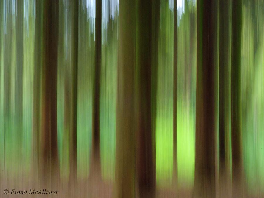 Abstract Woodland Photograph by Fiona Mcallister Photography