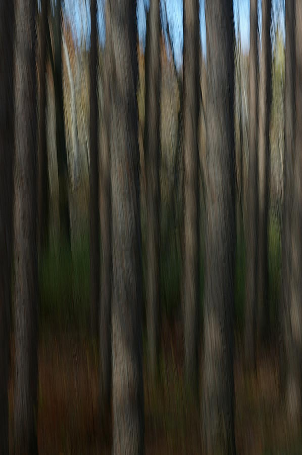 Abstract Woods Photograph by Randy Pollard