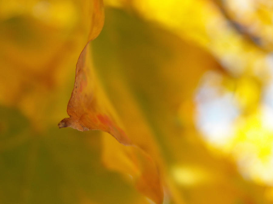 Abstract Yellow and Green Maple Leaf IV Photograph by Corinne Elizabeth Cowherd