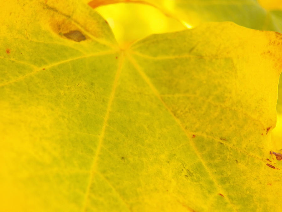 Abstract Yellow and Green Maple Leaf V Photograph by Corinne Elizabeth Cowherd