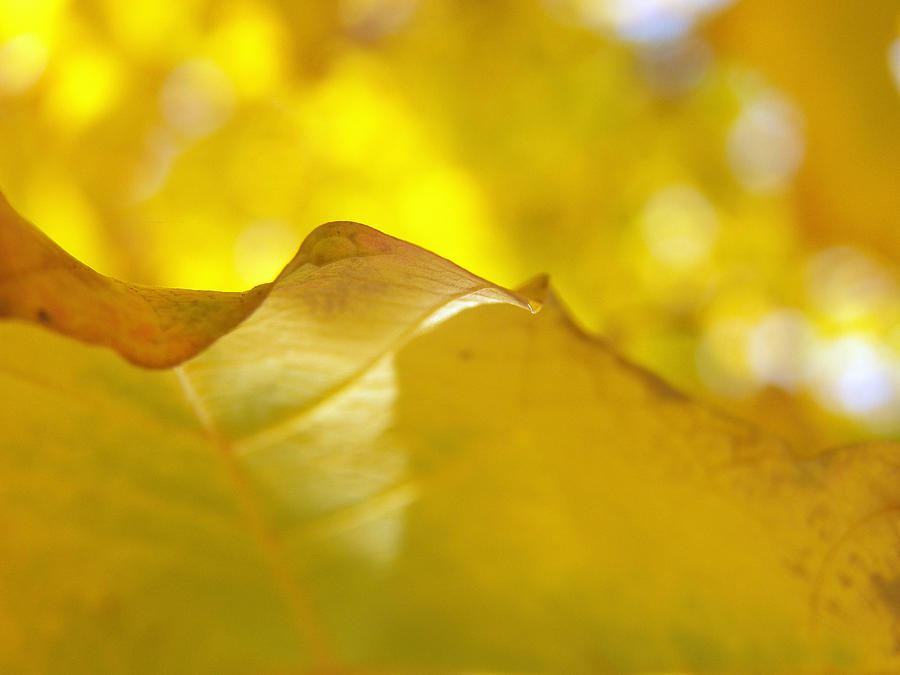 Abstract Yellow and Green Maple Leaf VI Photograph by Corinne Elizabeth Cowherd