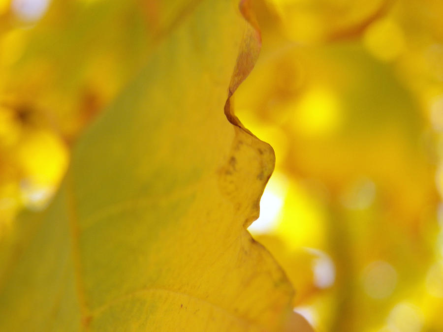 Abstract Yellow and Green Maple Leaf VII Photograph by Corinne Elizabeth Cowherd