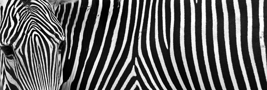 Abstract Zebra Photograph by Claudio Bacinello