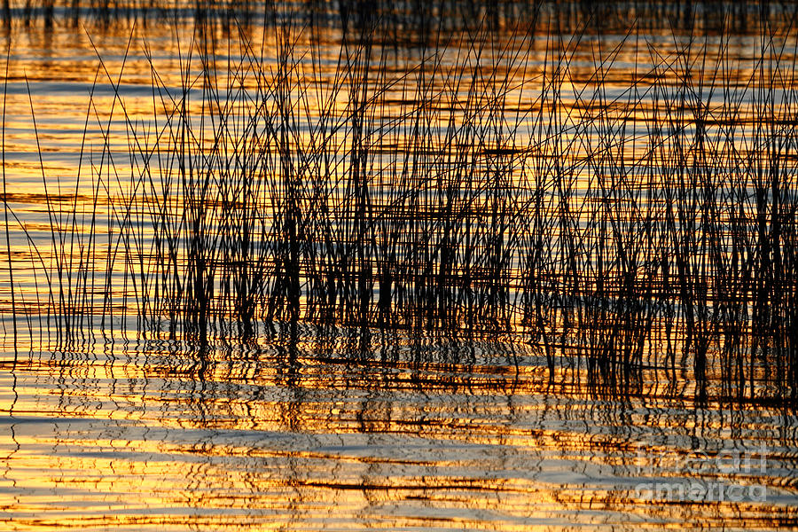 Abstract Reed and Water Patterns Photograph by James Brunker