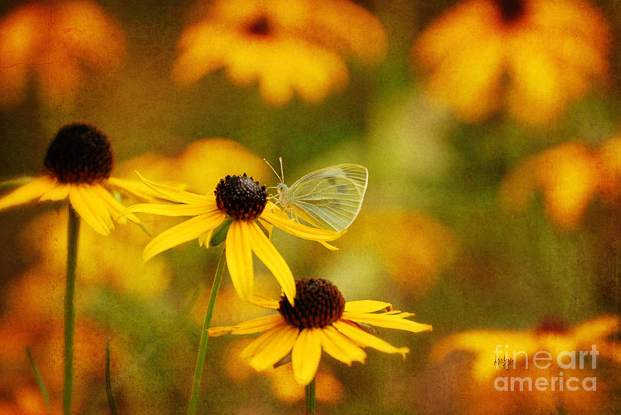 Butterfly Photograph - Abundance by Lois Bryan