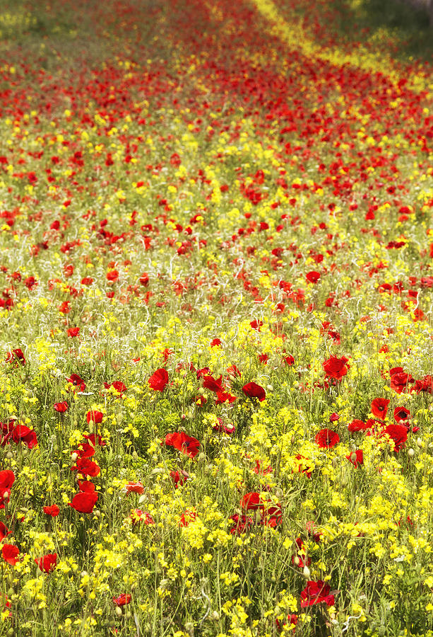 Abundance Of Red Poppies In A Field Photograph by John Short
