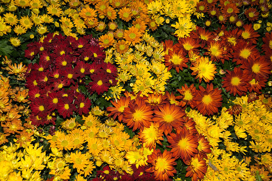 Abundance of Yellows Reds and Oranges Photograph by Georgia Mizuleva