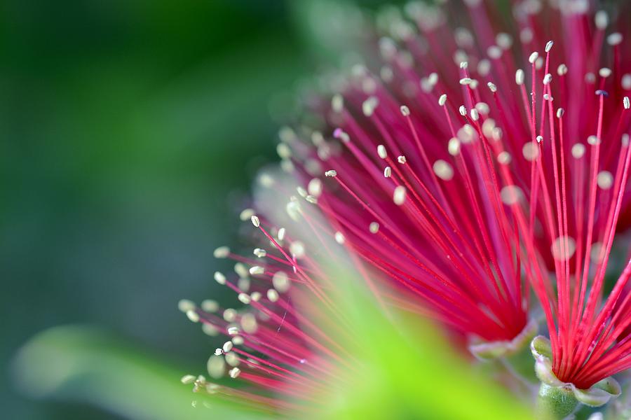 Abundance Photograph by Saami Ansari - Fine Art America