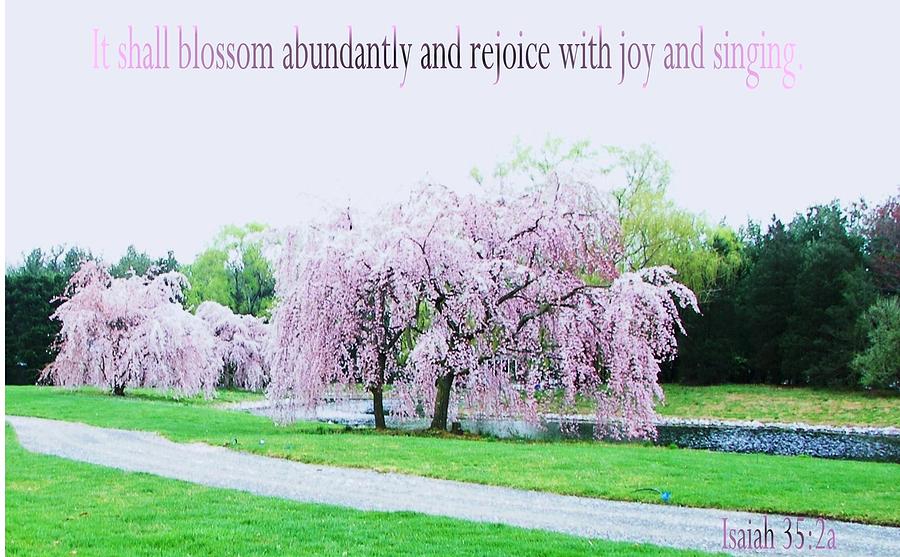 Abundant Blossom Photograph by Pamela Hyde Wilson