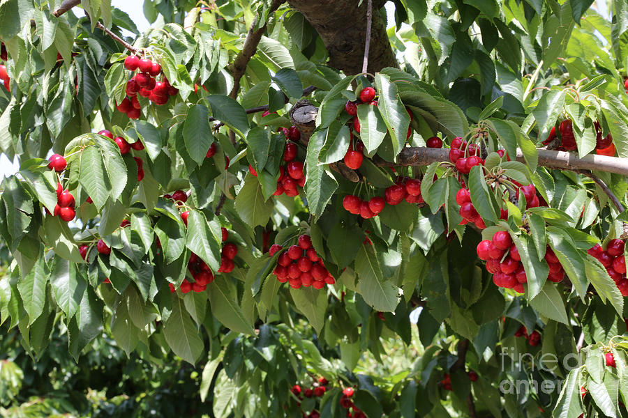Abundant Cherries Photograph by Carol Groenen
