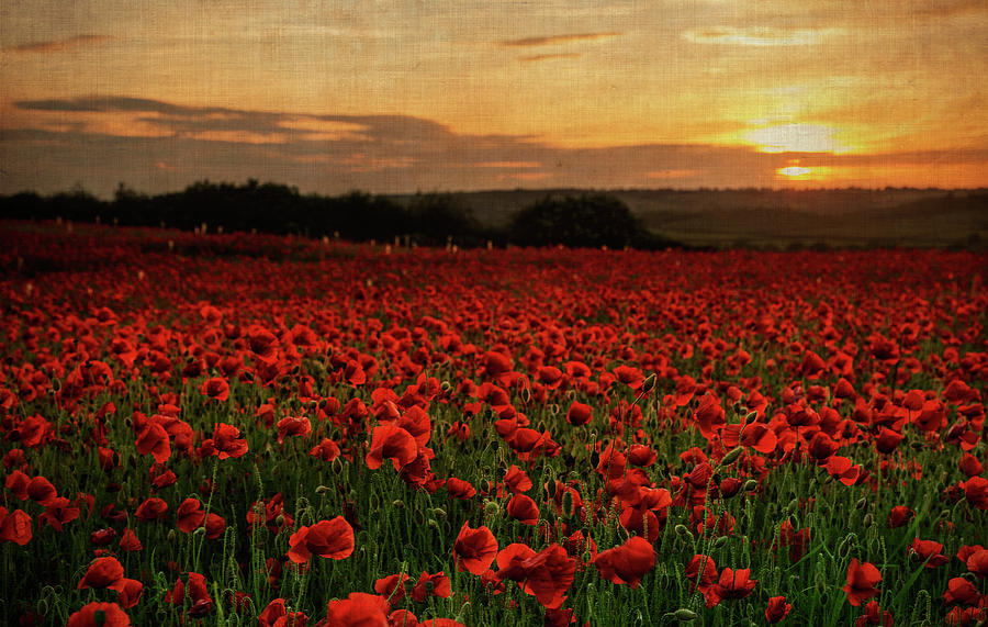 Abundant Poppy Field At Sunset Photograph by Verity E. Milligan