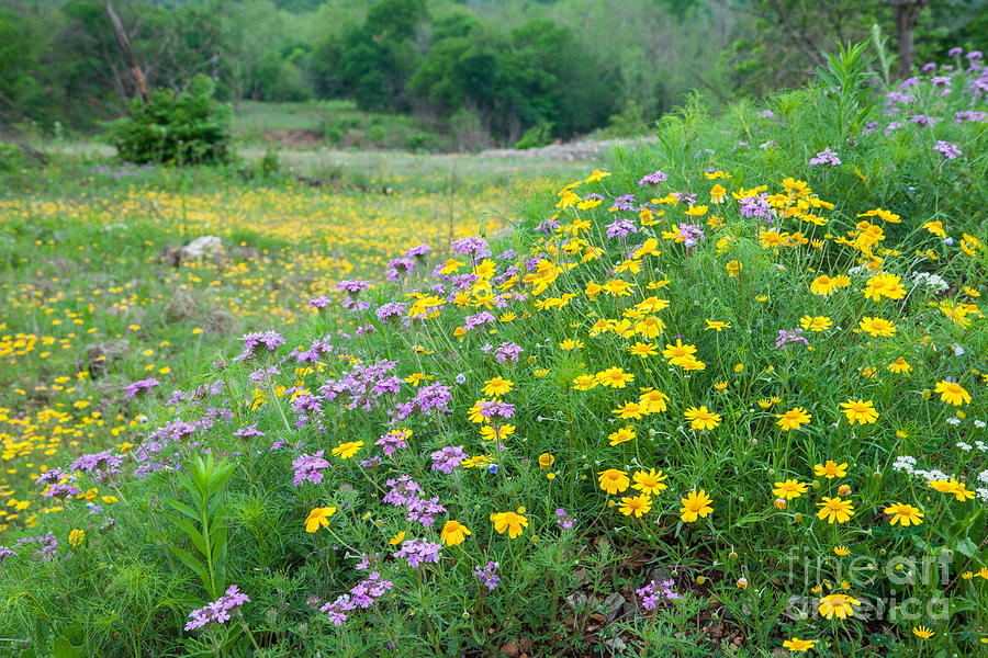 Abundant Wildflowers Photograph by Iris Greenwell