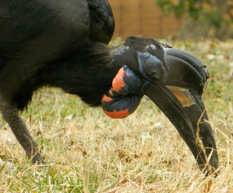Abyssinian Ground Hornbill Photograph by Emmy Marie Vickers