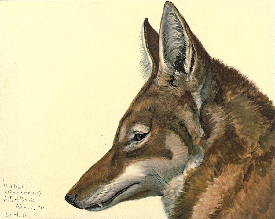 John James Audubon Painting - Abyssinian Wolf by Dreyer Wildlife Print Collections 