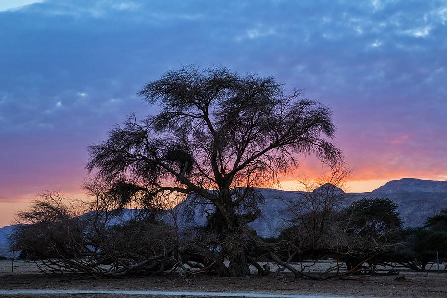 Acacia At Sunset Photograph by Photostock-israel