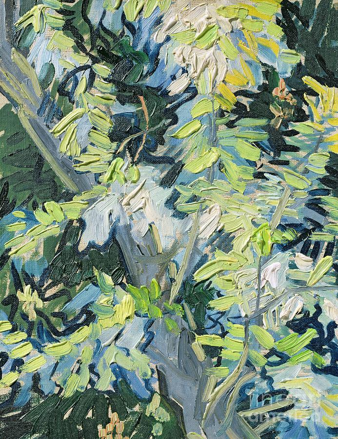 Acacia in Flower Painting by Vincent van Gogh
