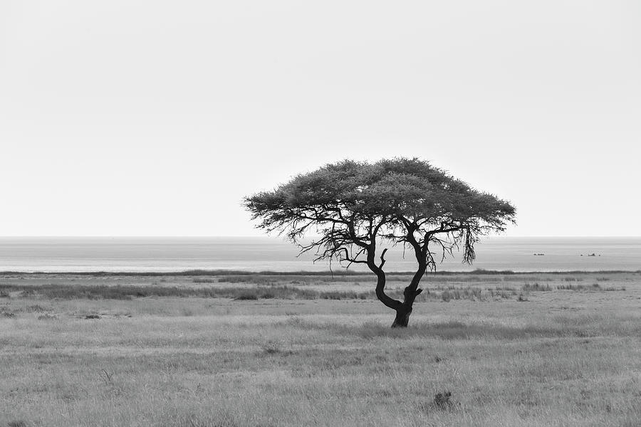 Acacia, In The Back The Etosha Pan Photograph by Moritz Wolf