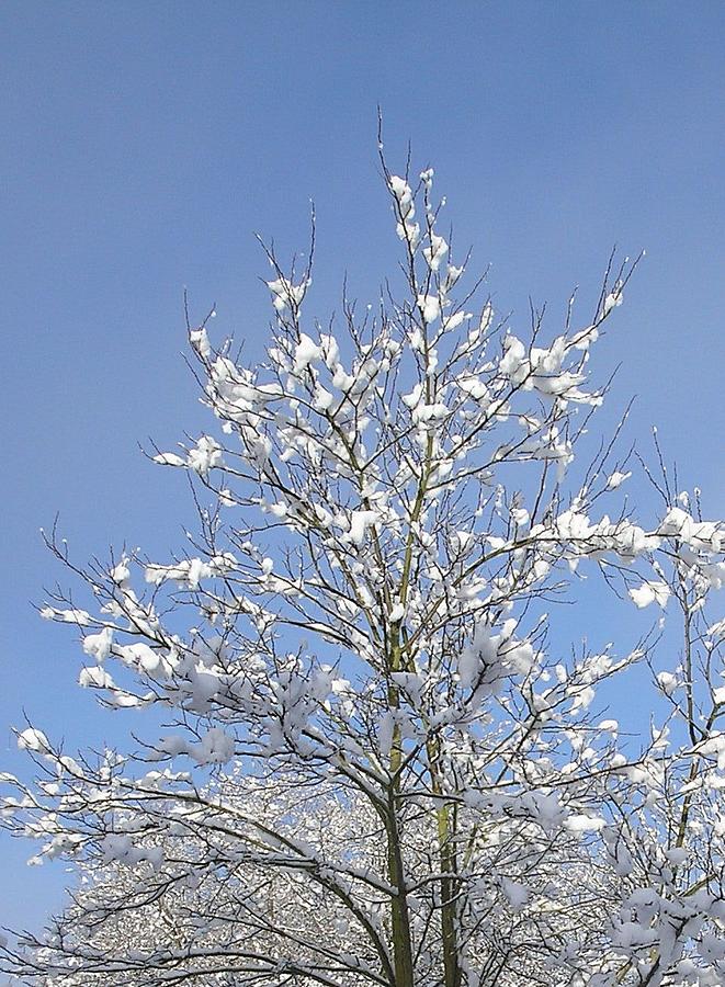 Ash Tree in Winter Photograph by Karen Jane Jones