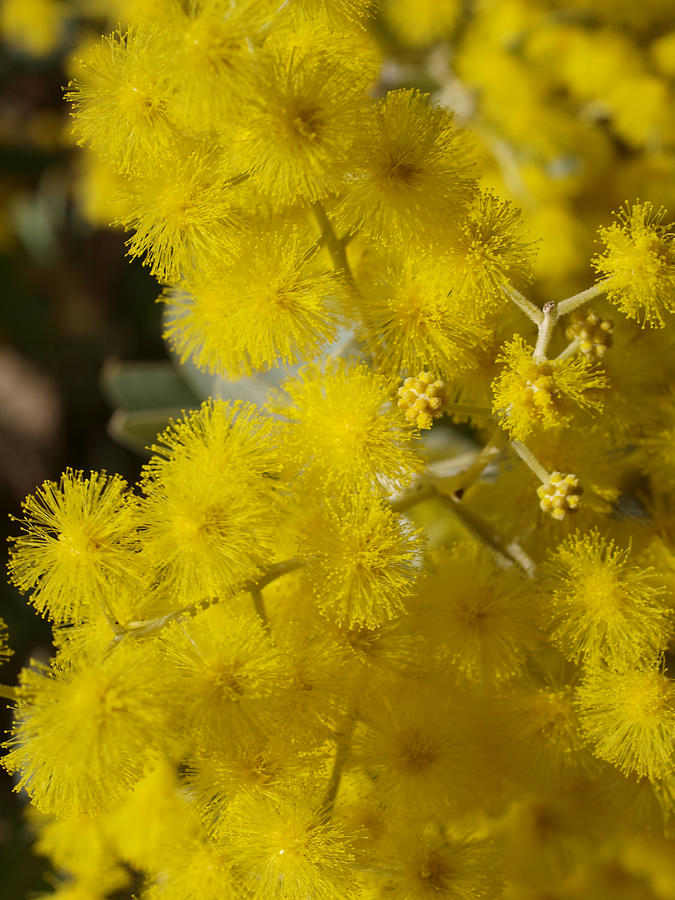 Spring Photograph - Acacia podalyrifolia 2 by Michaela Perryman