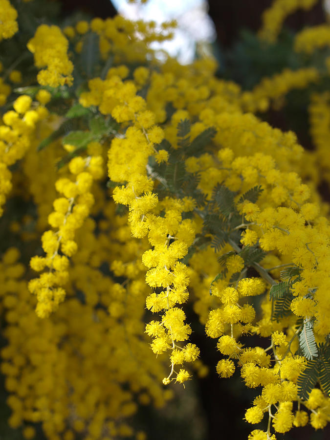 Acacia spectabilis Photograph by Michaela Perryman