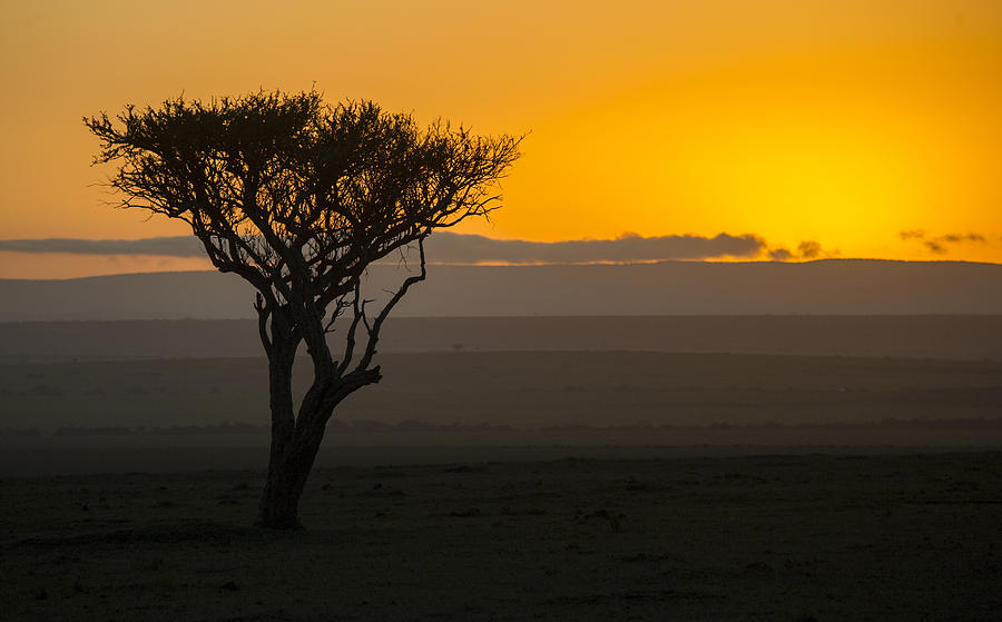 Acacia Sunrise Photograph by Wade Aiken