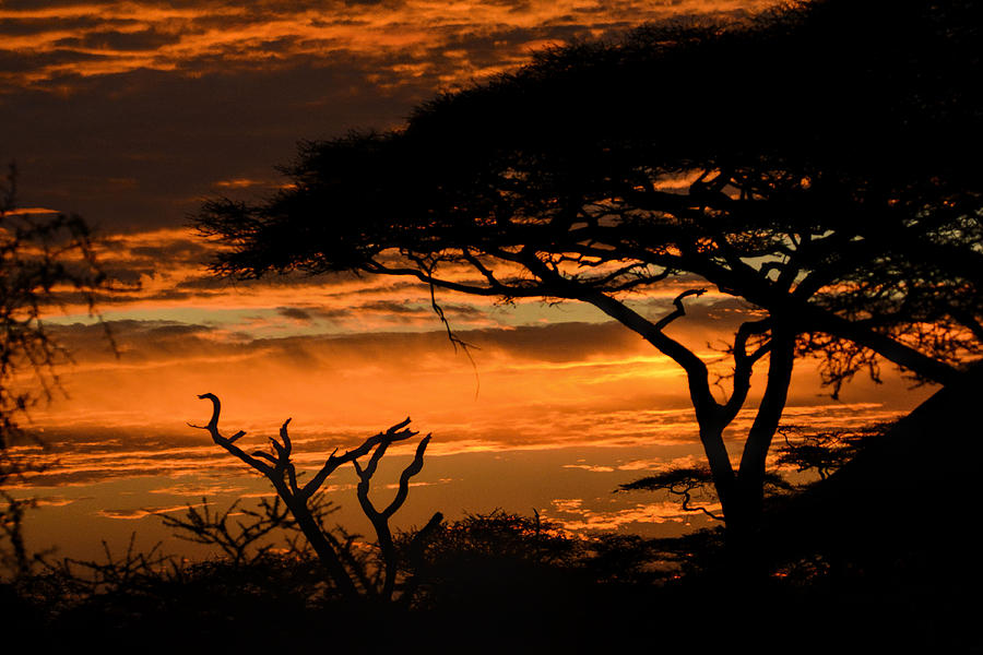 Sunset Photograph - Acacia sunset II by Gene Myers