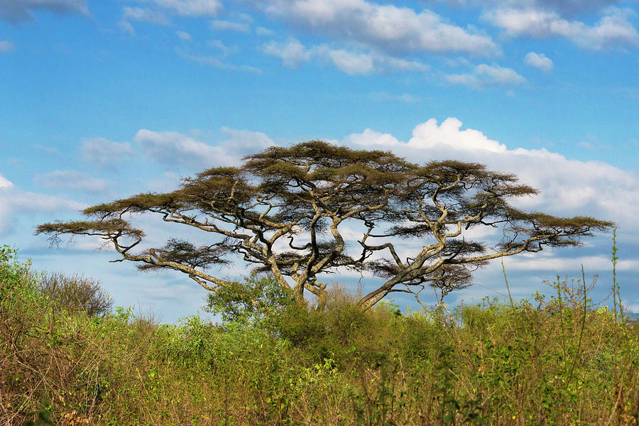 Nature Photograph - Acacia Tree In Abijatta-shalla Lakes by Keren Su