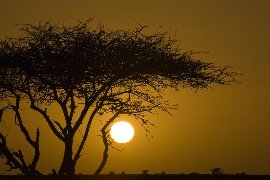 Acacia Photograph - Acacia Tree In Desert At Sunset by Jake Norton Acacia Photograph - Acacia Tree In Desert At Sunset by Jake Norton