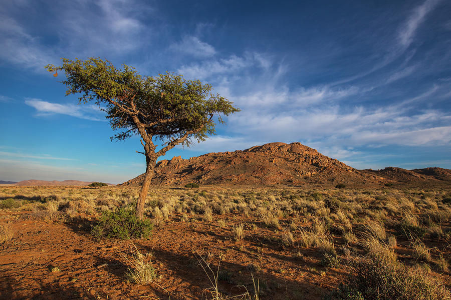 Acacia Tree Photograph by Lars Froelich / Design Pics