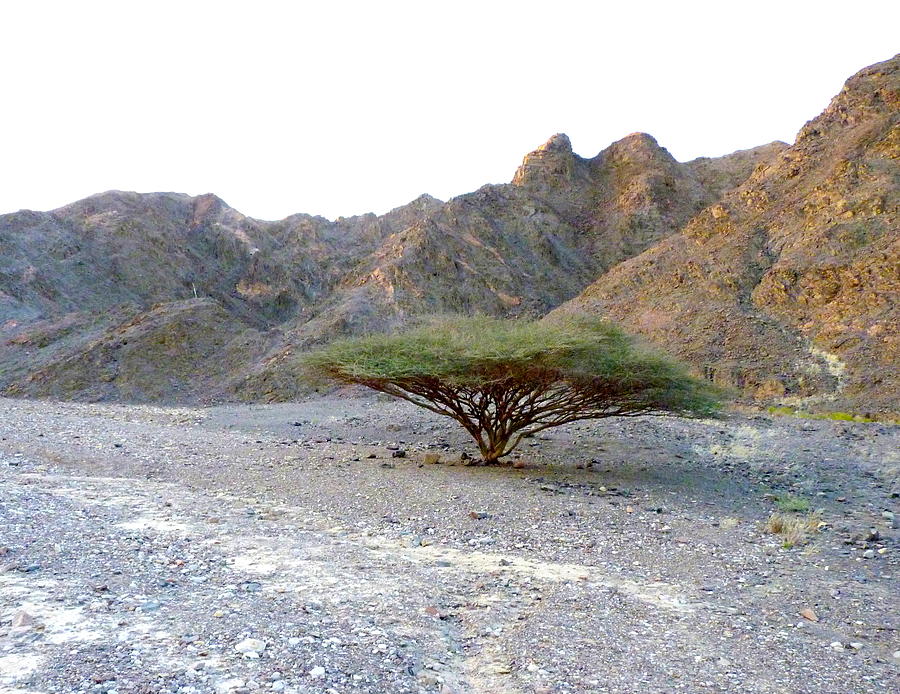Acacia tree near Eilat Photograph by Rita Adams