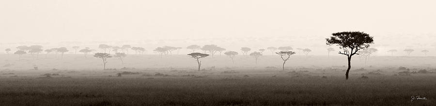 Acacia Tree Panorama Photograph by Joe Bonita