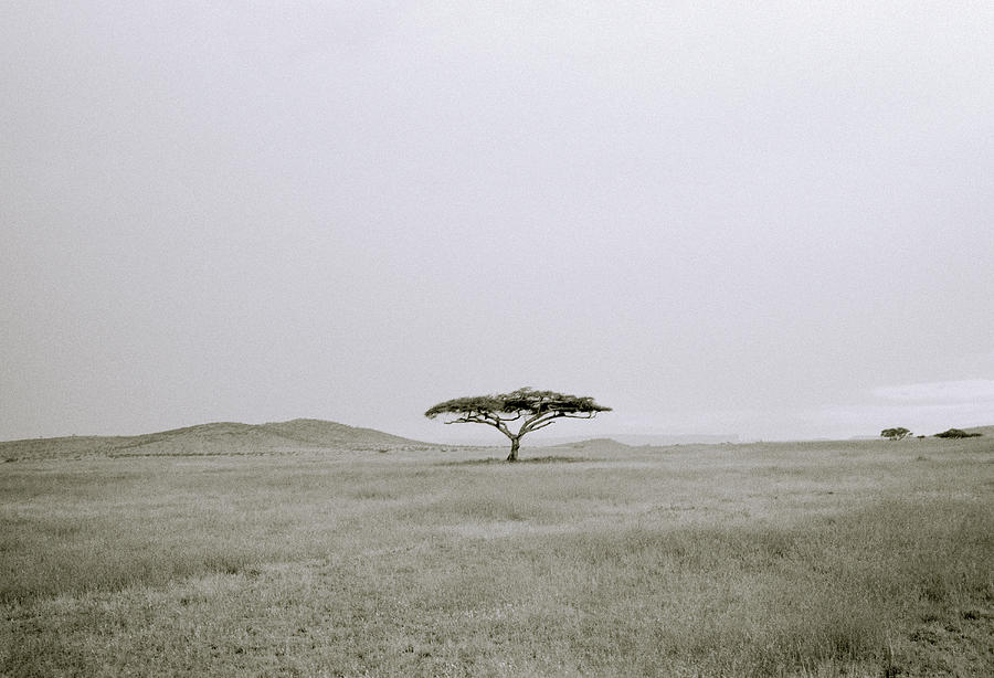 Tree Photograph - Acacia Tree by Shaun Higson