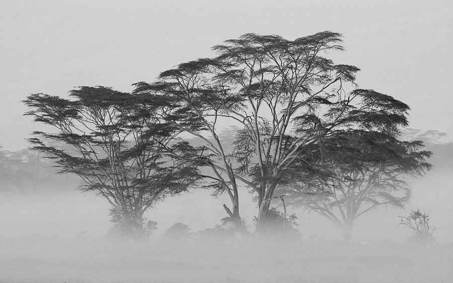 Black And White Photograph - Acacia Trees Covered By Mist, Lake by Panoramic Images