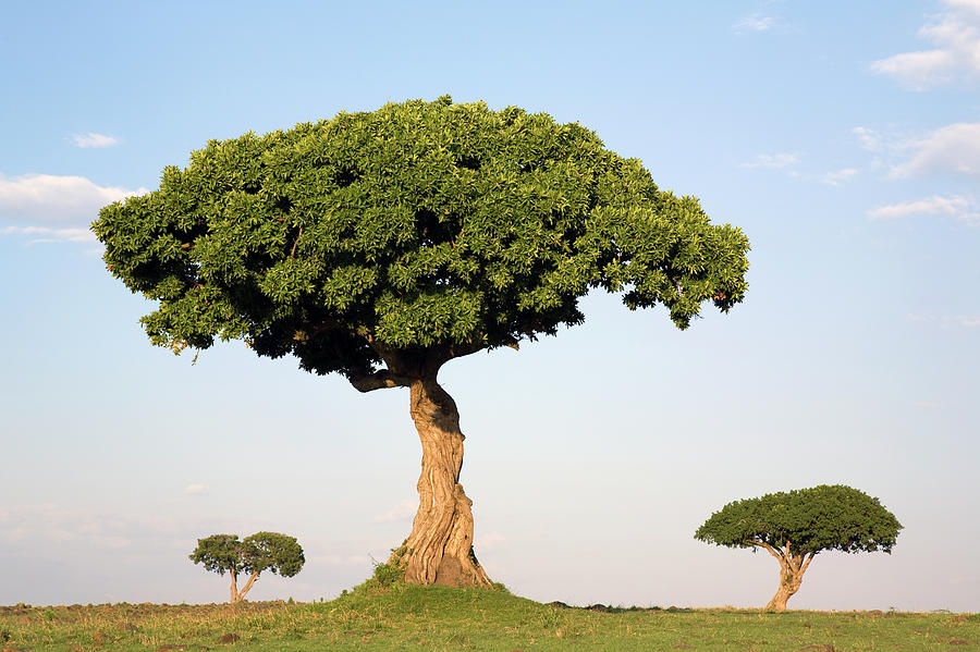 Types Of Trees In Kenya At Vaughn Gurule Blog