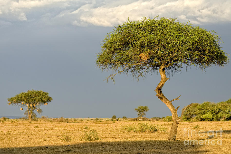 Acacia Trees Photograph by Timothy Hacker