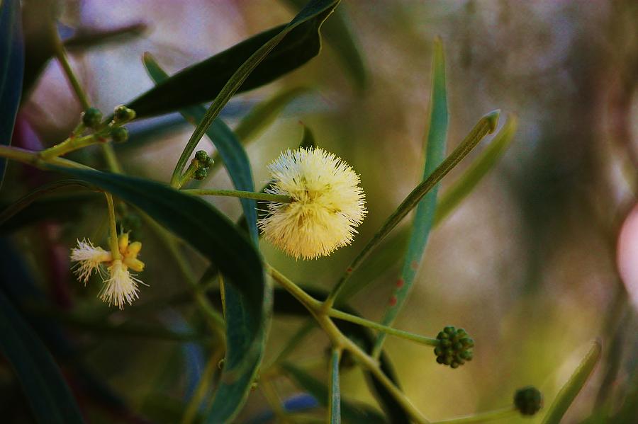 Acacia Willow Photograph by Marcia Breznay