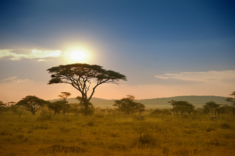 Acacias trees in the sunset in Serengeti, Africa Photograph by Guenterguni