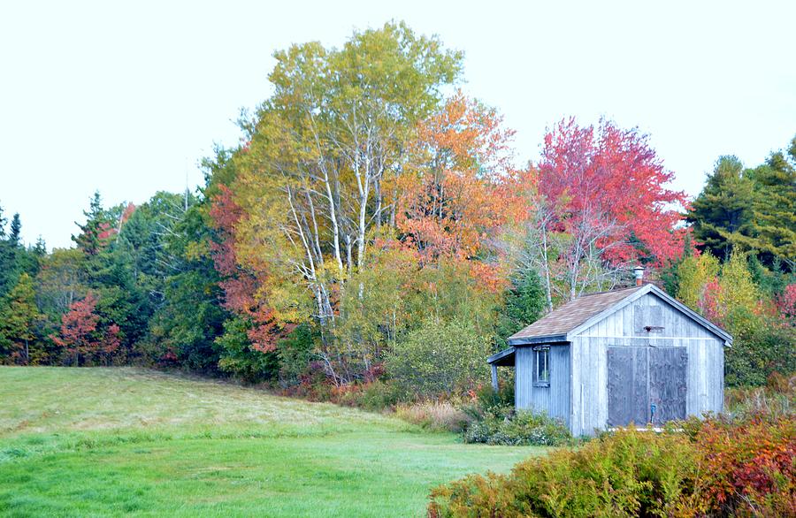 Acadia Autumn 2014 Photograph by Lena Hatch