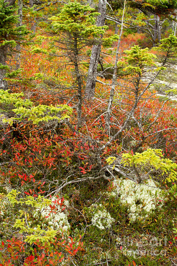Acadia Autumn Wonders Photograph by Chris Scroggins