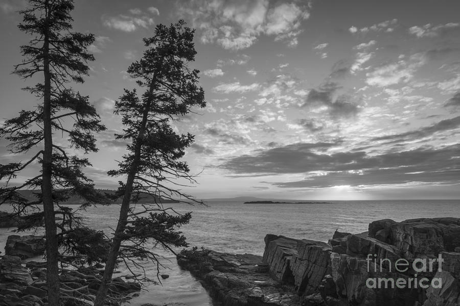 Acadia Coast at Sunrise bw Photograph by Michael Ver Sprill