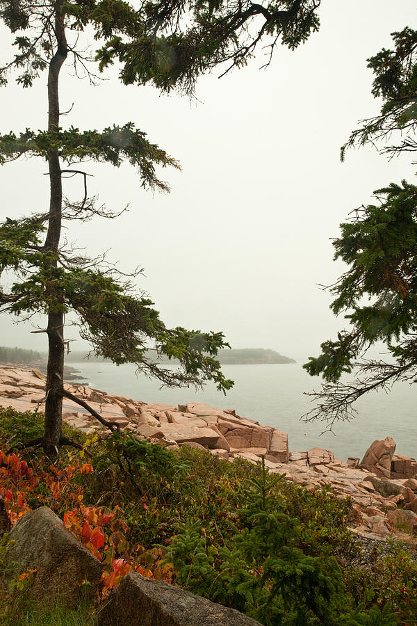 Acadia Fog along the Shore Path 4352 Photograph by Brent L Ander
