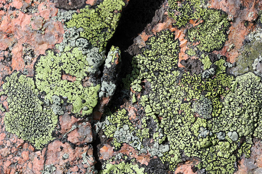 Acadia Granite 15 Photograph by Mary Bedy