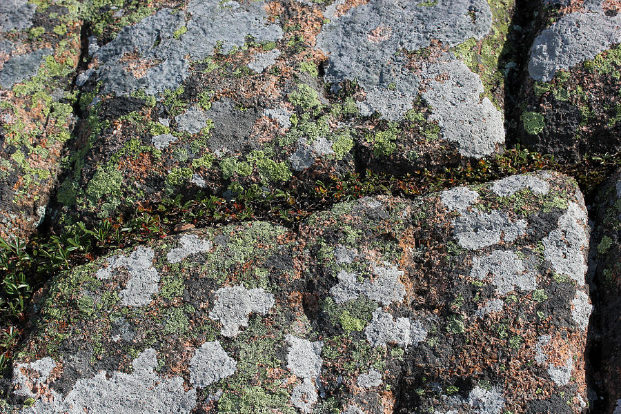 Acadia Granite 23 Photograph by Mary Bedy