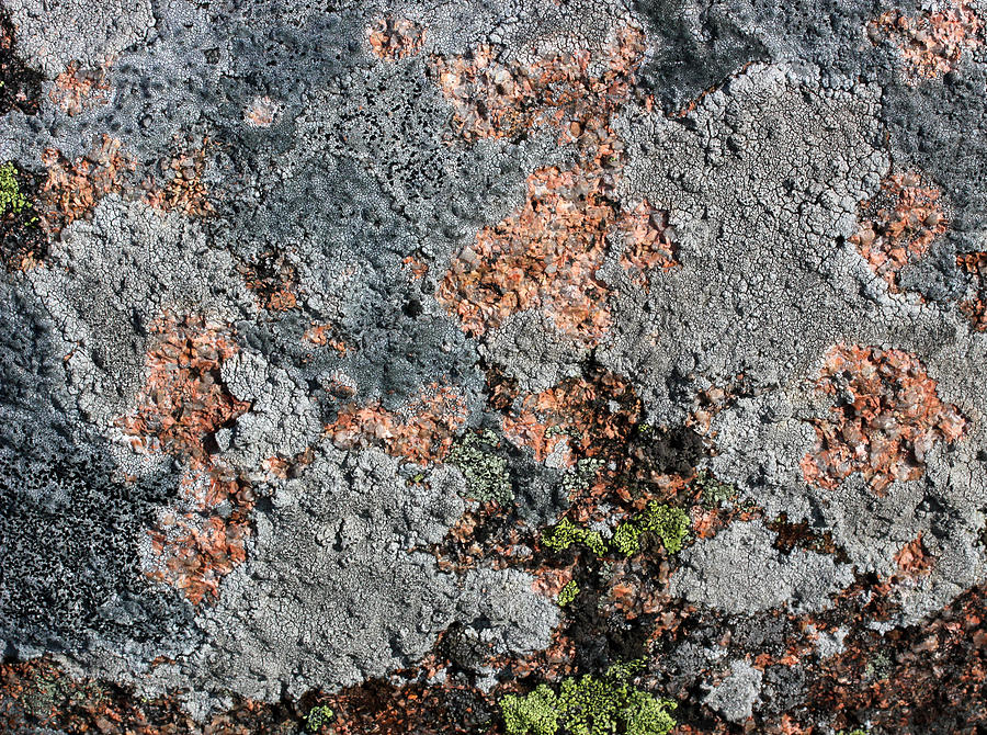 Acadia Granite 25 Photograph by Mary Bedy